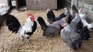 ZILPER-PATRIJS - HOLLANDSE KRIELTJES, Dieren en Toebehoren, Vrouwelijk, Kip