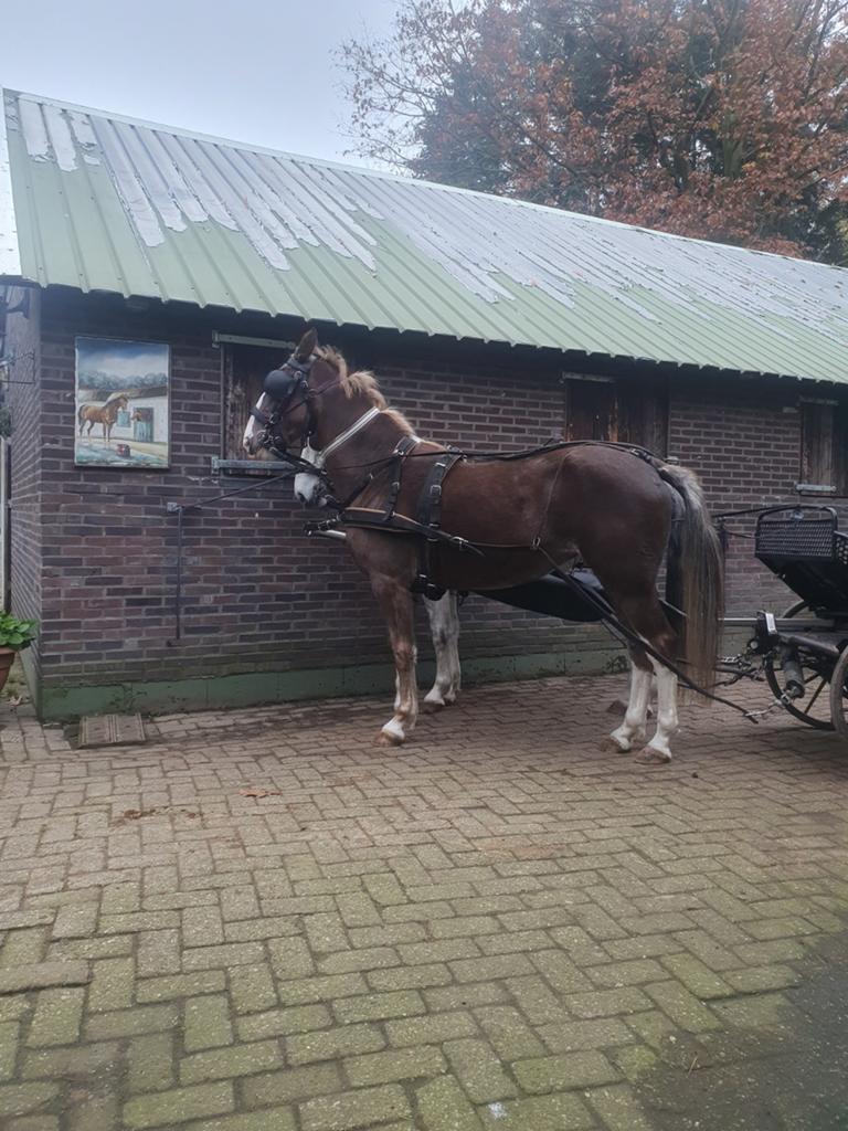 Stalhulp mennen  verzorgpaard  paard tuigpaard, Dieren en Toebehoren