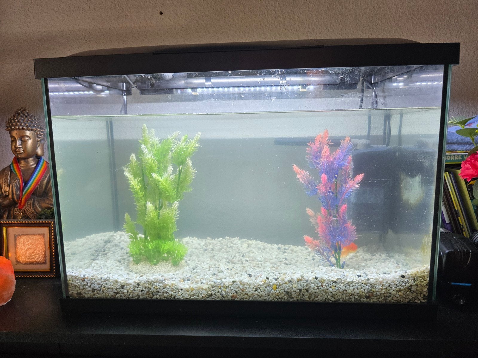 Aquarium, Vis