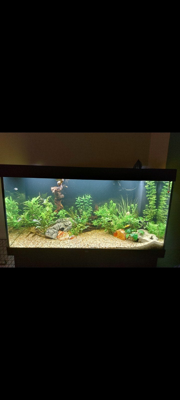 juwel aquarium compleet, Ophalen, Zo goed als nieuw, Gevuld zoetwateraquarium
