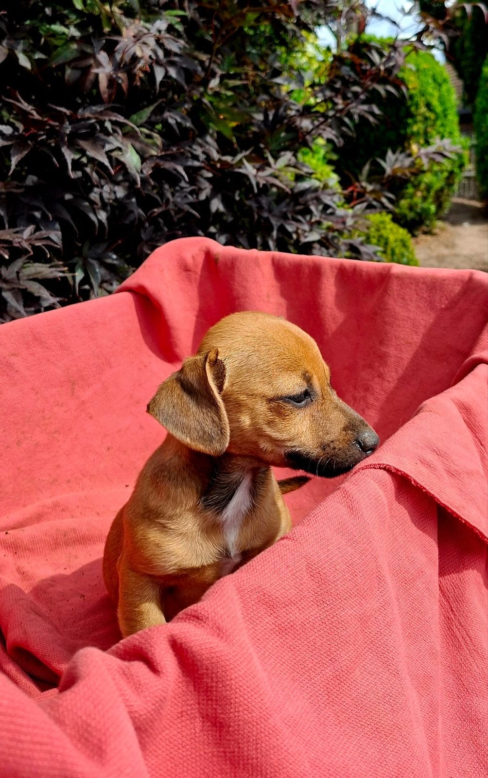 mooie jack russell pups, Dieren en Toebehoren, Jack Russell Terriër, 8 tot 15 weken, Meerdere, Meerdere dieren