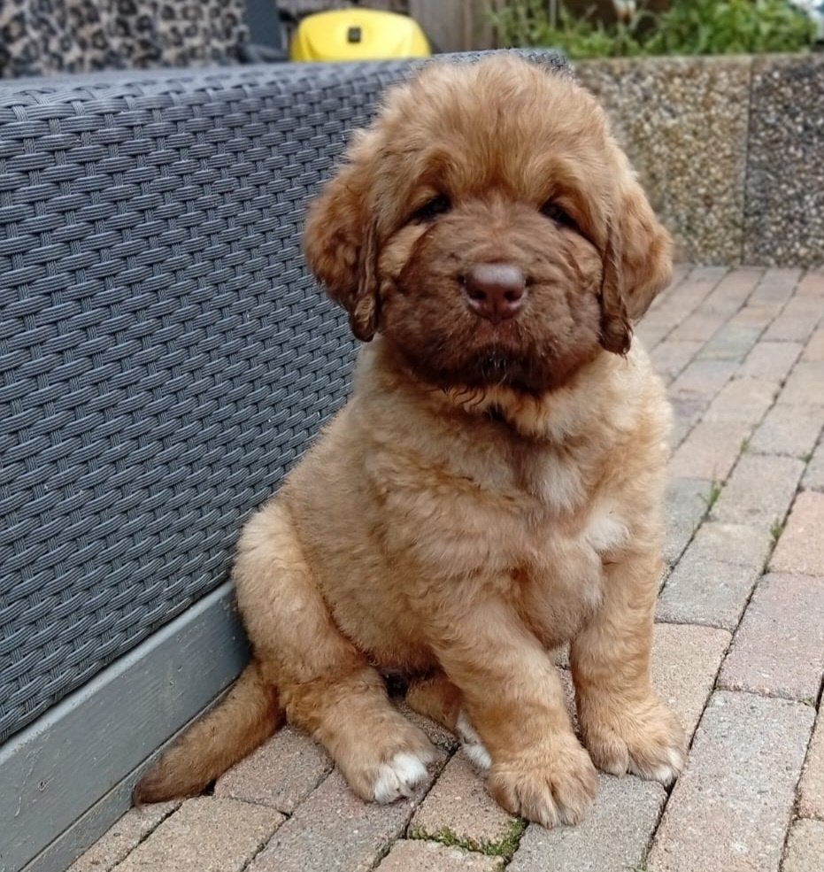 Chinese tibetaanse mastiff x leon berger pups, 8 tot 15 weken, Groot, Meerdere, Meerdere dieren