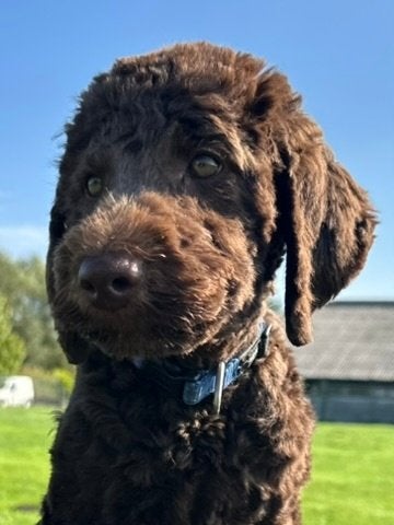 GOLDENDOODLE PUP REU YVAR, Dieren en Toebehoren, Nederland, 8 tot 15 weken, CDV (hondenziekte), Eén hond