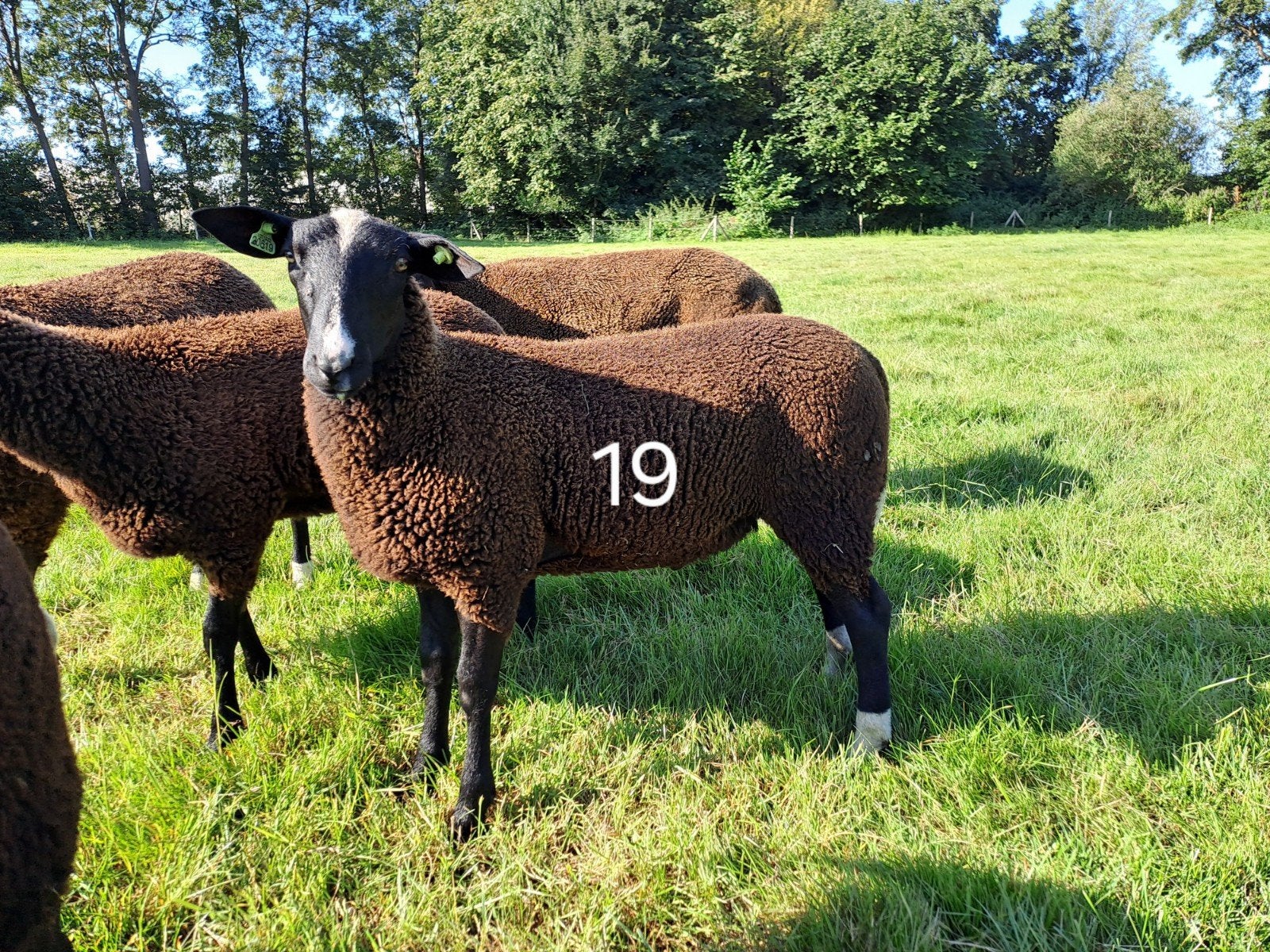 Zwartbles 7x ram 1x ooi NZS, Dieren en Toebehoren, Meerdere dieren, Schaap, 0 tot 2 jaar
