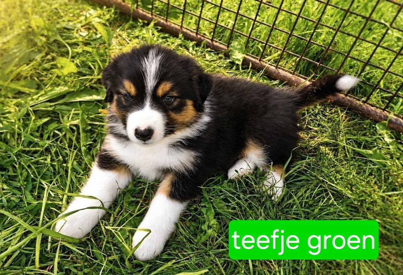 Australian shepherd kruising bordercollie pups te koop, Dieren en Toebehoren, Honden | Herdershonden en Veedrijvers, 8 tot 15 weken