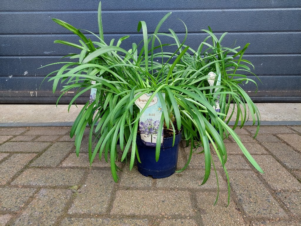 Agapanthus Africanus - Afrikaanse Lelie (blauw) H: 45-50 cm., Volle zon, Vaste plant, Zomer, Ophalen