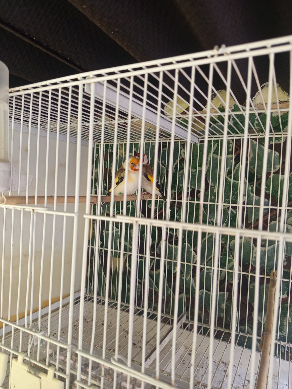 major putter, Meerdere dieren, Wildzangvogel