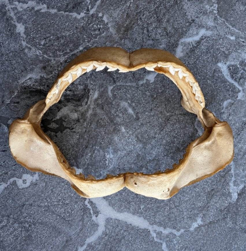 Kaak van een tijgerhaai, Verzamelen, Ophalen of Verzenden, Fossiel