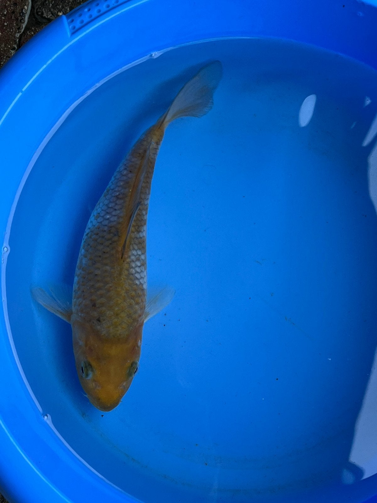 Ochiba, Dieren en Toebehoren, Vissen | Vijvervissen, Karper of Koi