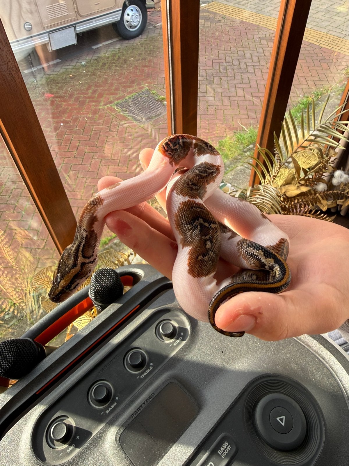 Pied tijger python nk 2026. 0.1., Slang, 0 tot 2 jaar