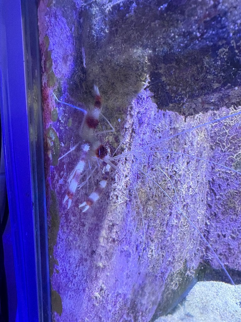 Kappersgarnaal te koop, Kreeft, Krab of Garnaal, Zoutwatervis