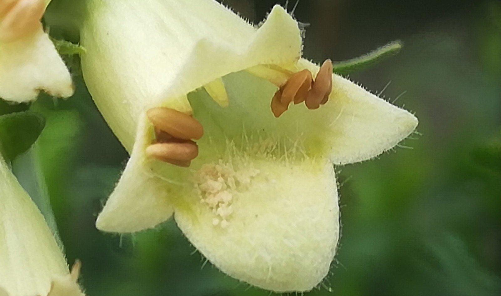 Vingerhoed Geel zaden, Digitalis lutea, Tuin en Terras, Verzenden, Volle zon