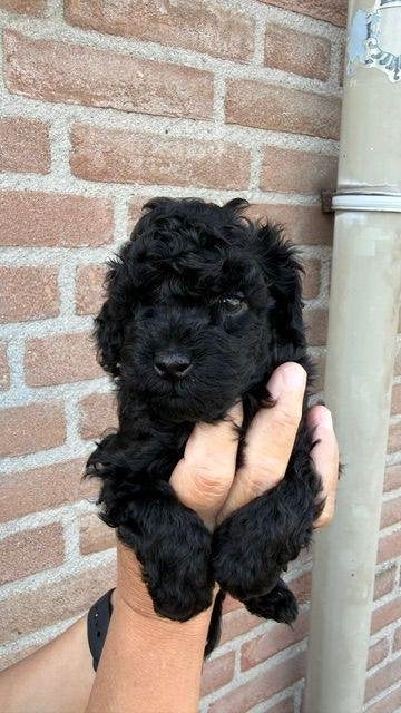 TOY POEDE REUTJE, Poedel, 15 weken tot 1 jaar, Reu, Eén hond