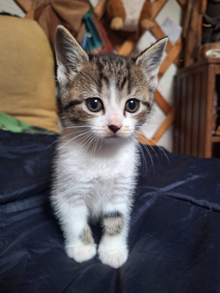 Onwijs lieve boerderijkittens... bont, cypers, poesjes, Poes, Kortharig, 0 tot 2 jaar