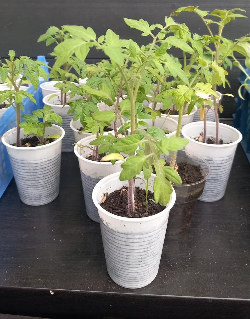 Balconytomaat planten - Perfect voor kleine ruimtes, Ophalen, Volle zon, Eenjarig, Zomer