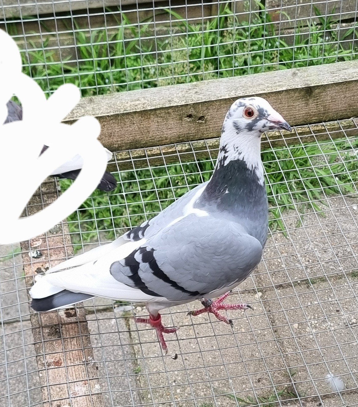 Postduiven Gratis, Dieren en Toebehoren, Vogels | Duiven, Meerdere dieren, Postduif