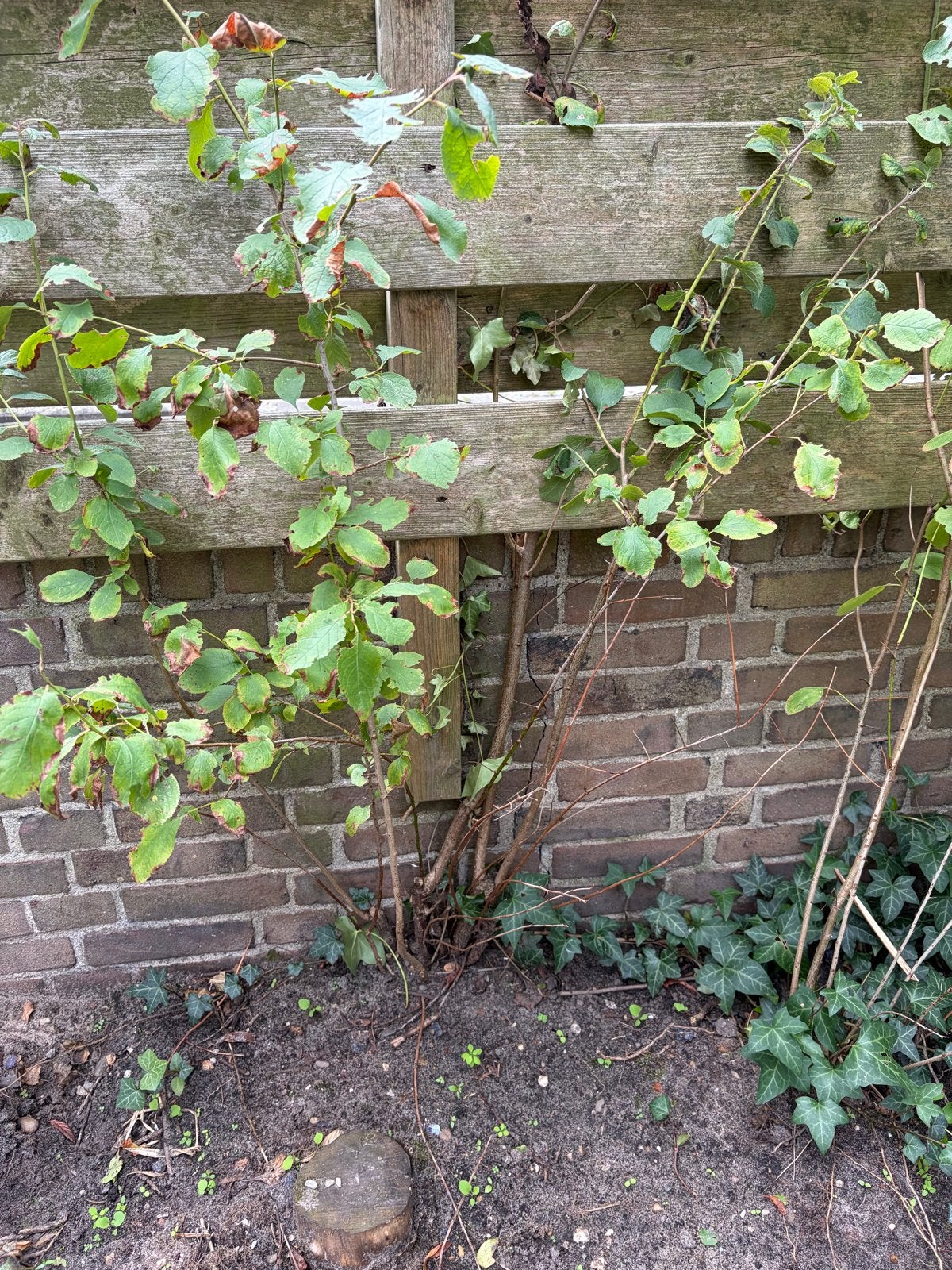Pruimenboompjes (gratis), Tuin en Terras, Planten | Bomen, Overige soorten, 100 tot 250 cm, Zomer, Ophalen