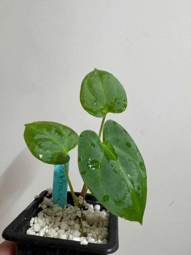 Anthurium Dark Phoenix, Kartel Daun., Ophalen of Verzenden, Halfschaduw, Minder dan 100 cm