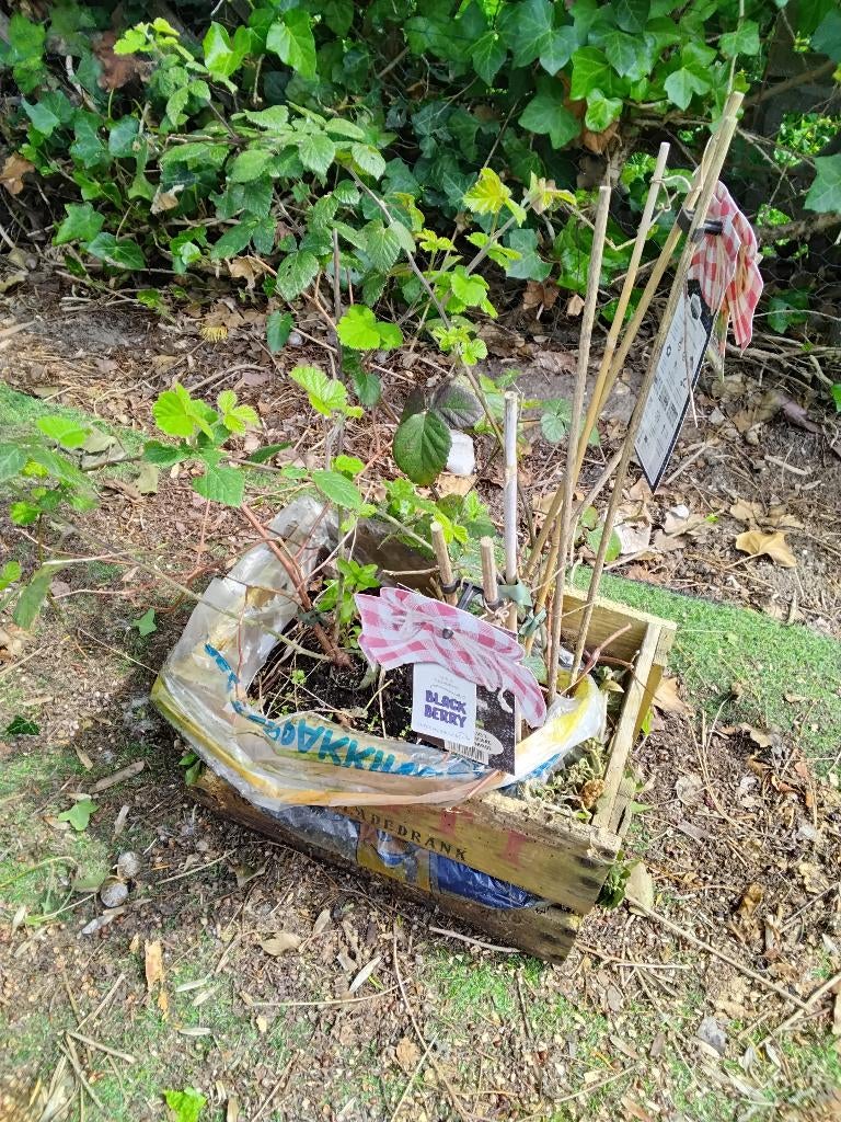Diverse fruitplanten, Tuin en Terras, Planten | Fruitbomen, Ophalen, Minder dan 100 cm, Overige soorten, Lente