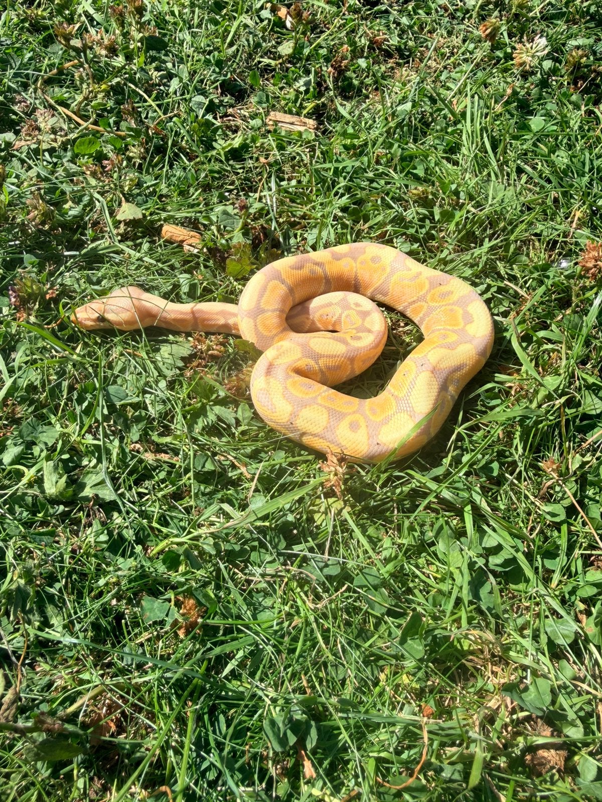 1.0 banana pastel ball python Ball Python photo 5