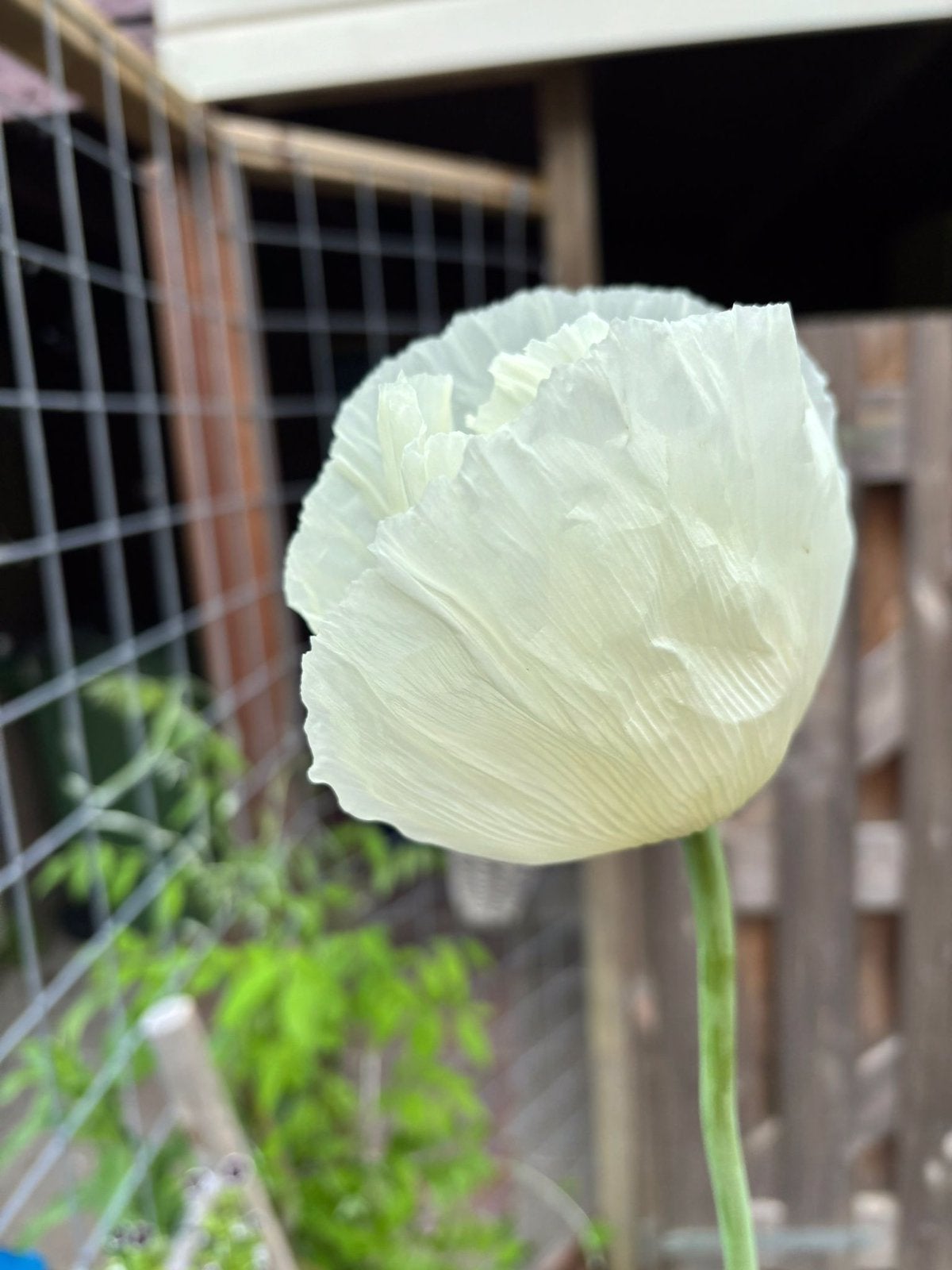 Zaden papaver Turkish Alba, Ophalen of Verzenden, Volle zon