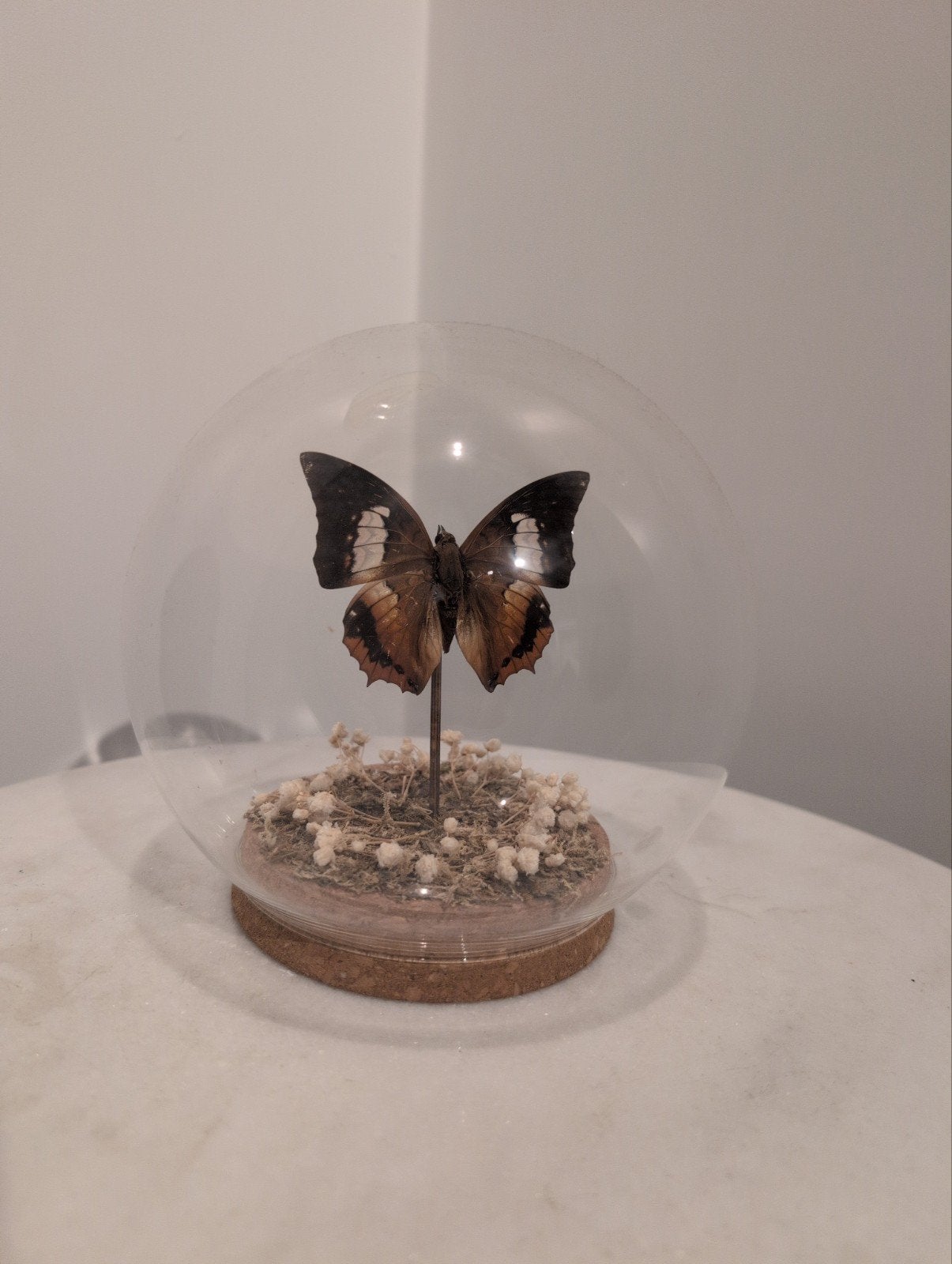 Prachtige vlinder in stolp - Natuurlijke decoratie, ., Nieuw, Ophalen of Verzenden, .