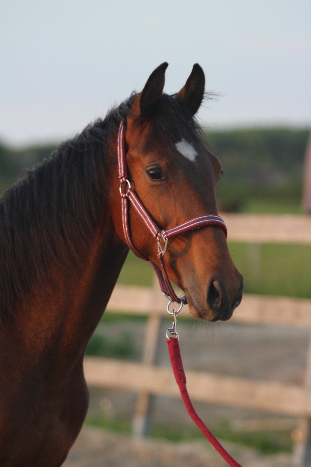 Valentino V (2025), Dieren en Toebehoren, Paarden, Hengst, Onbeleerd, Dressuurpaard, 0 tot 2 jaar