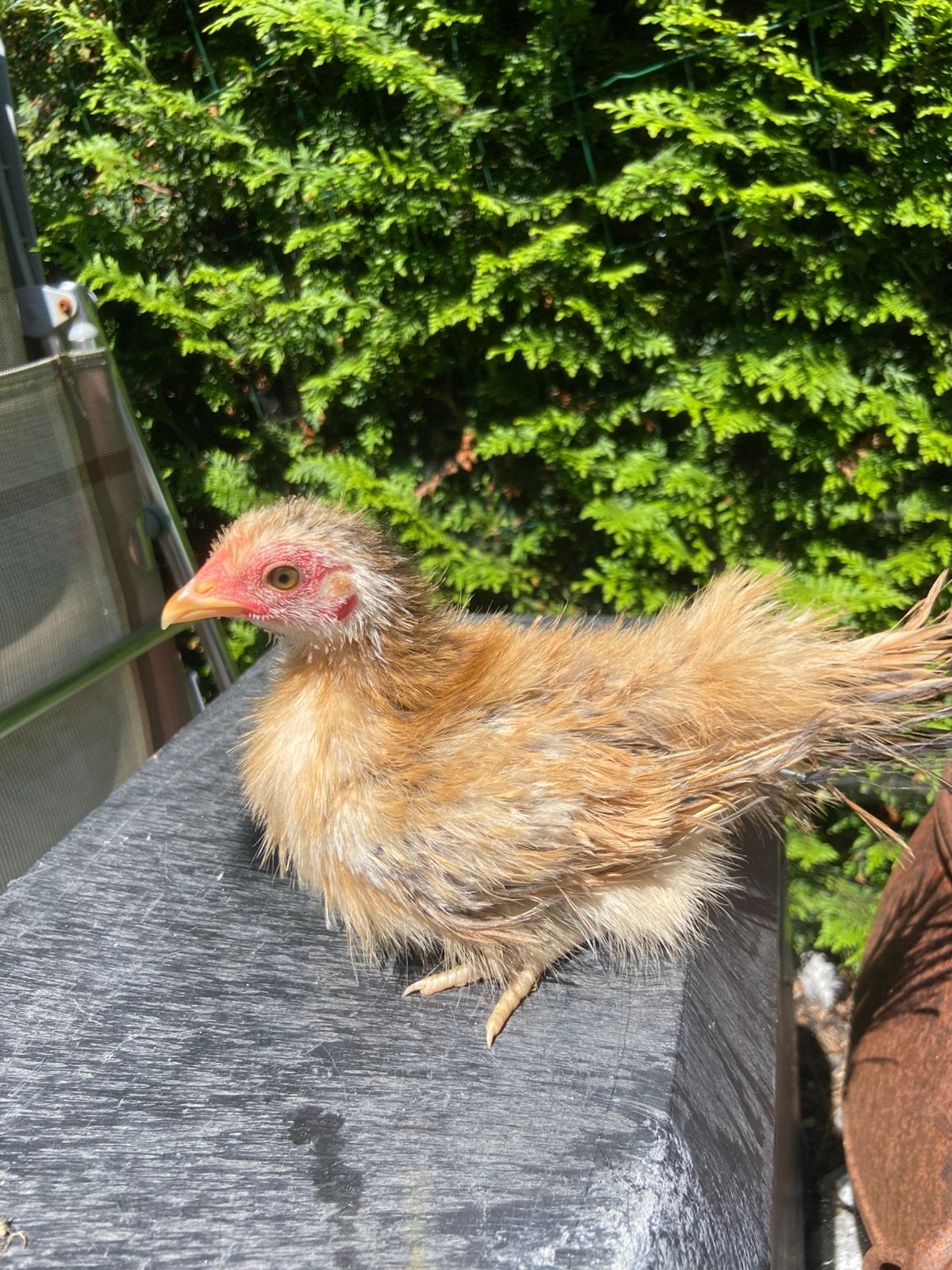 Zijdeveer met krul serama hen van circa 10 weken, Dieren en Toebehoren, Pluimvee, Vrouwelijk, Kip