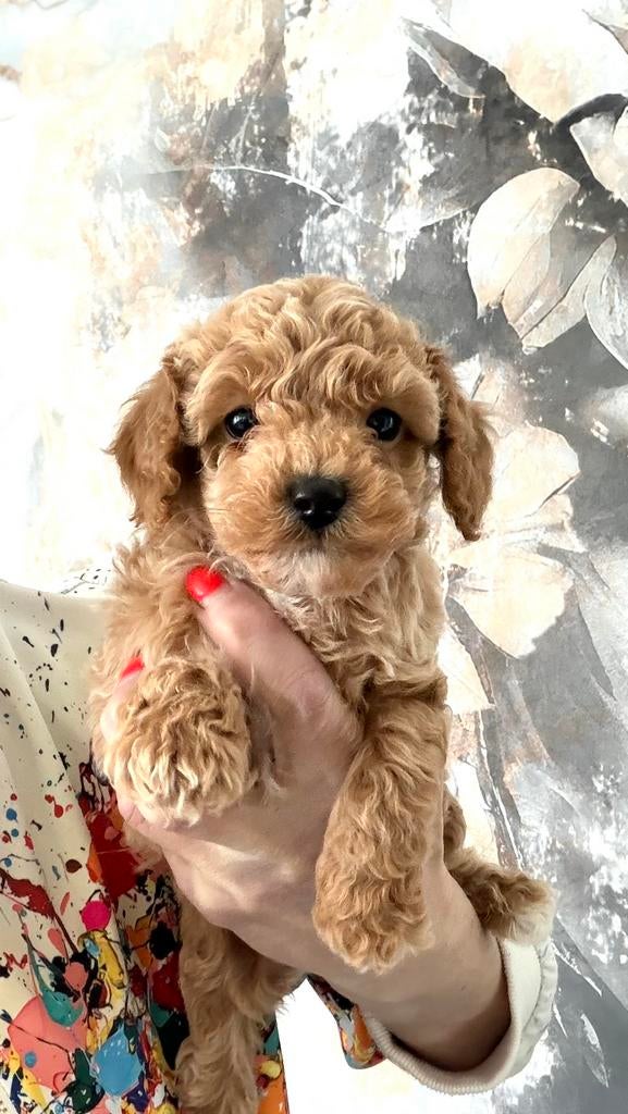 Super mooie maltipoo f1 b te reserveren, Dieren en Toebehoren, Parvo, Overige rassen, 8 tot 15 weken, Meerdere