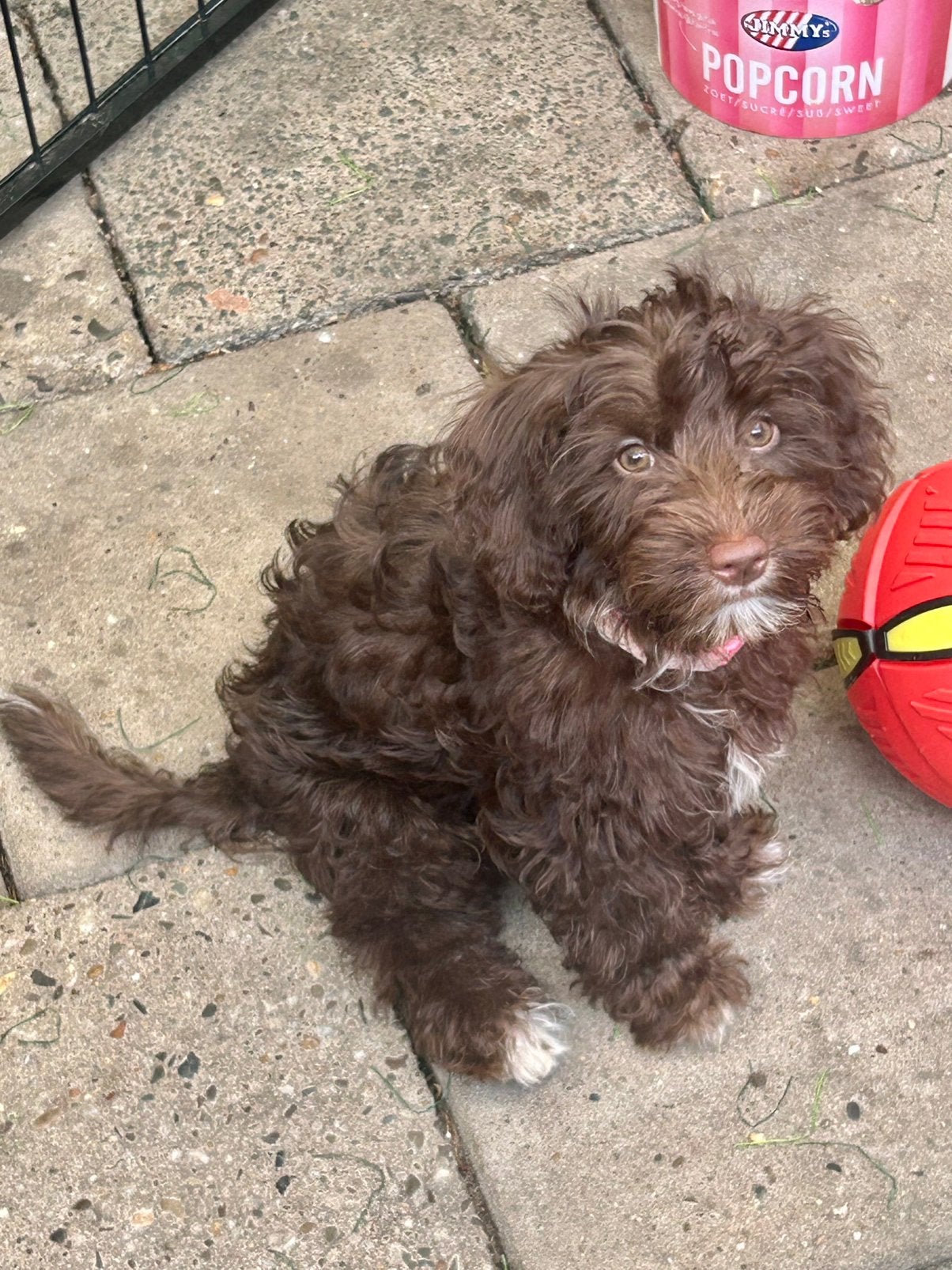 Pups mix poedel en yorkshire, 8 tot 15 weken, Meerdere, Nederland, Particulier