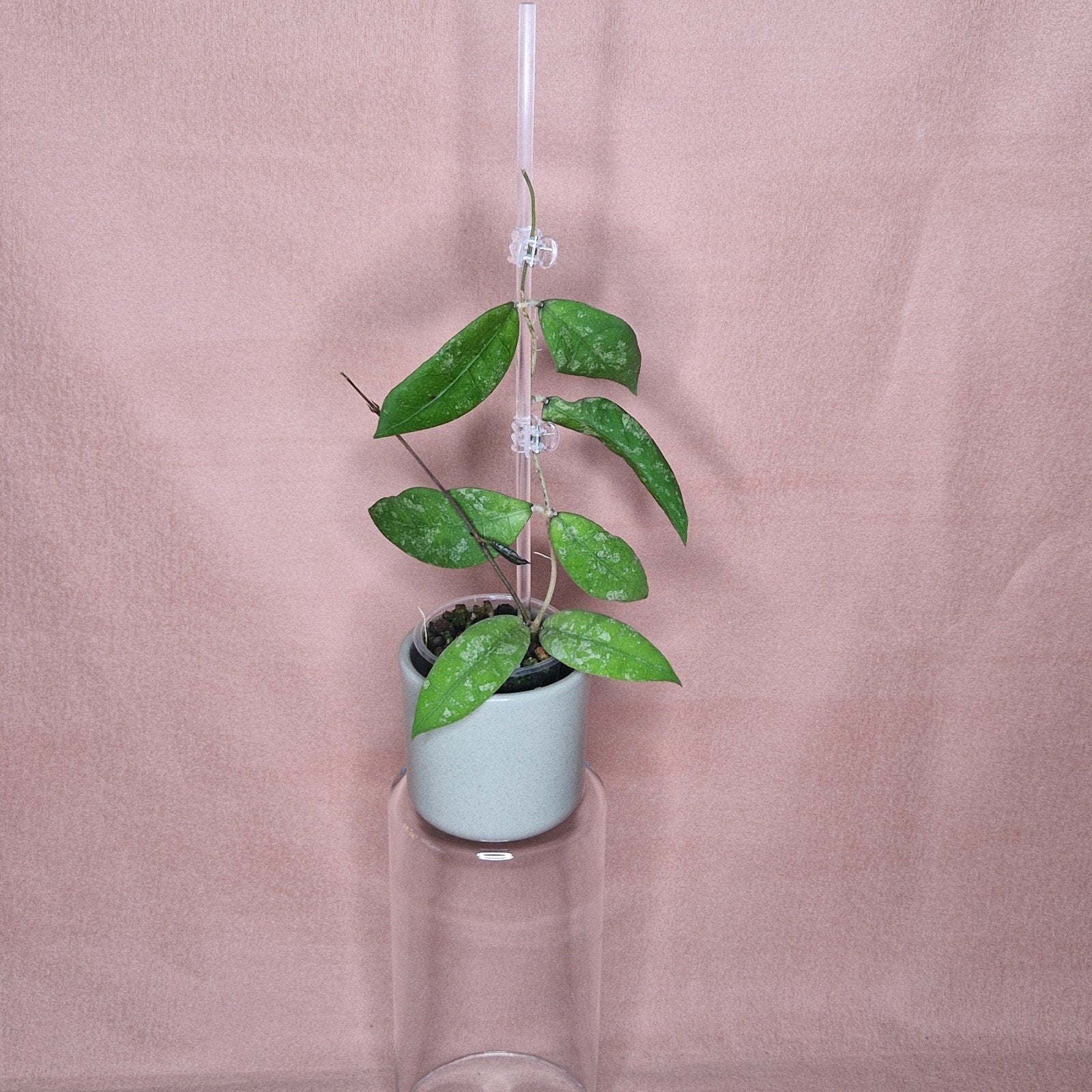 Hoya Lambii Splash 2, Verzenden, Overige soorten, Halfschaduw, Minder dan 100 cm