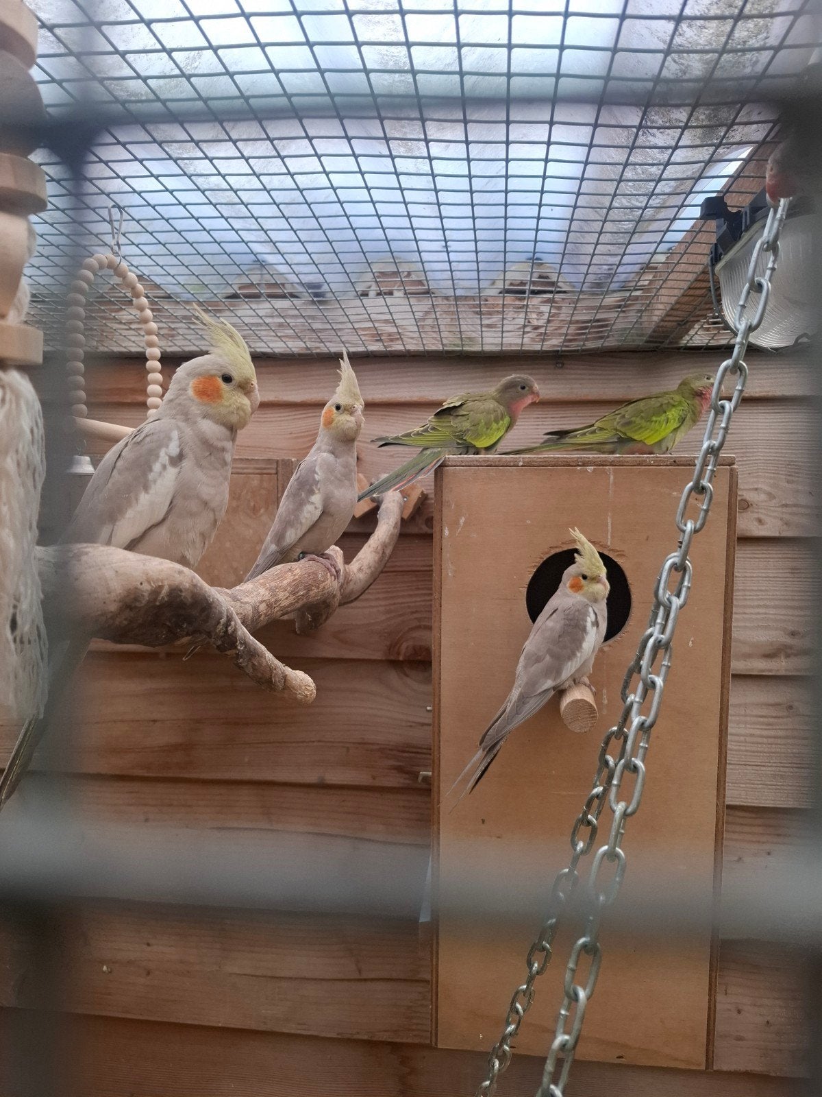 2 jonge valkparkieten te koop!, Meerdere dieren, Parkiet, Geringd