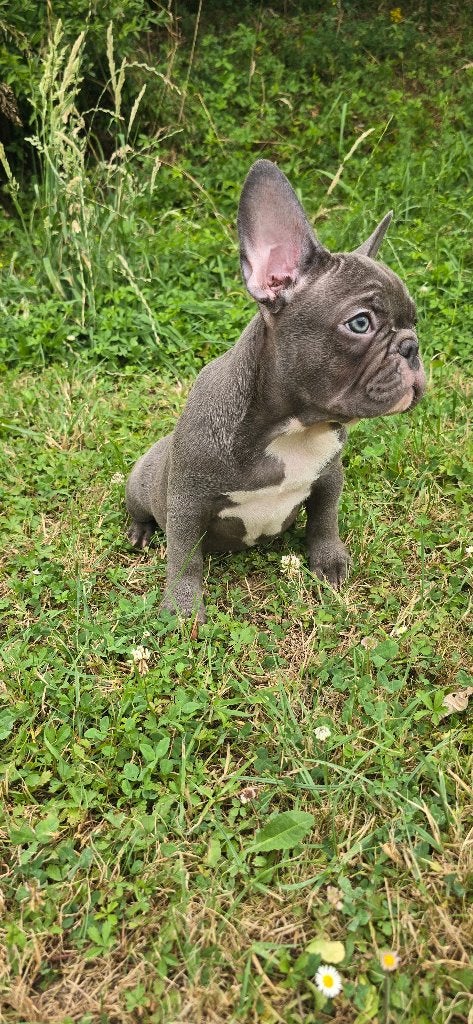 Mooie Blue Franse Bulldog pups, Dieren en Toebehoren, Honden | Bulldogs, Pinschers en Molossers, 8 tot 15 weken, Parvo, Bulldog