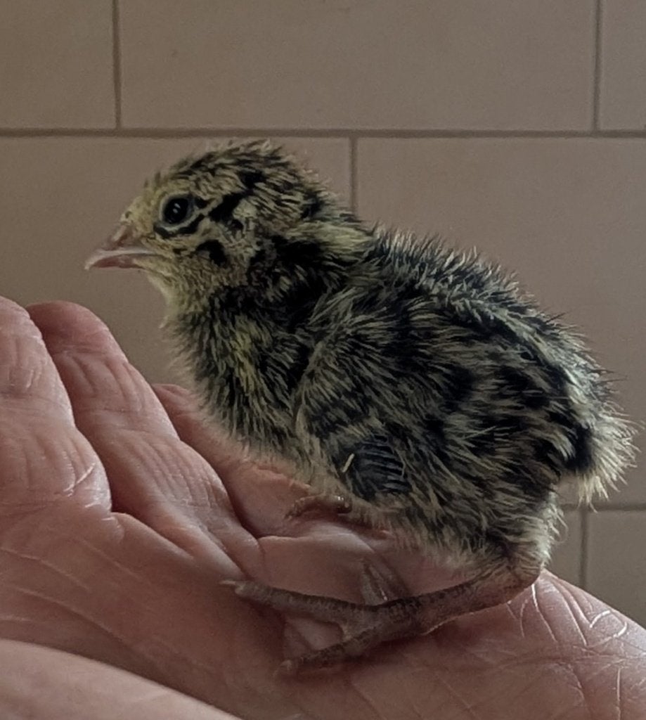 2 japanse kwartel kuikens, Dieren en Toebehoren, Pluimvee, Geslacht onbekend, Overige soorten