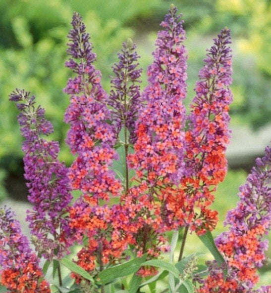 Vlinderstruik Buddleja "flower power" Bio, Ophalen, Overige soorten, Volle zon