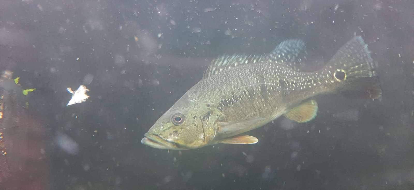 Vissen/aquariumvissen/roofvissen, Dieren en Toebehoren, Vis