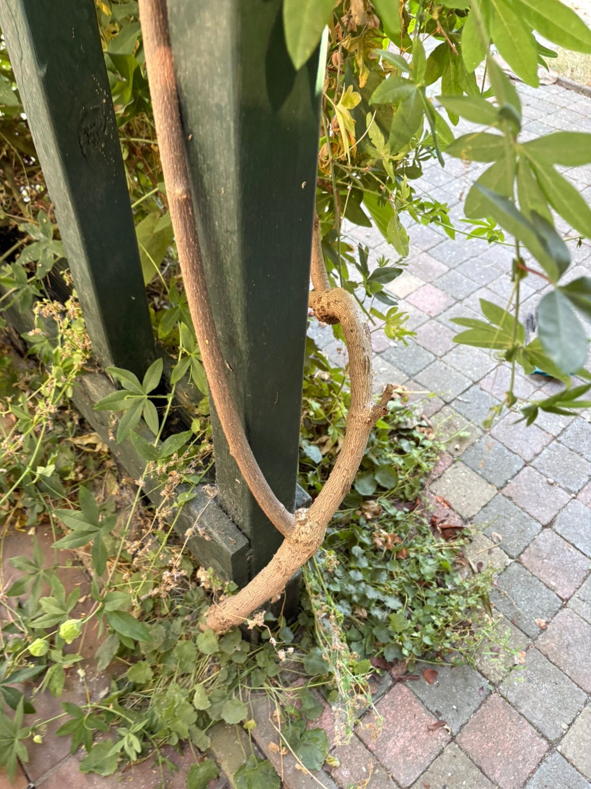 Passievrucht, Ophalen, Halfschaduw, Overige soorten, 100 tot 250 cm