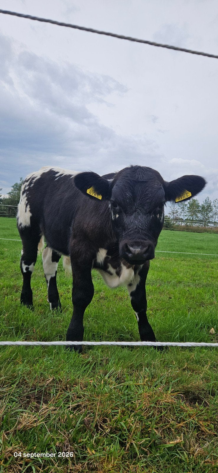 Runderen 75% Specklepark stier kalf, Ophalen of Verzenden, Zo goed als nieuw, Beeldje of Figuurtje