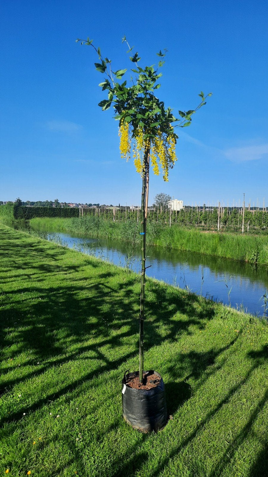 Laburnum watereri 'Vossii' (Gouden Regen)🌿, Ophalen