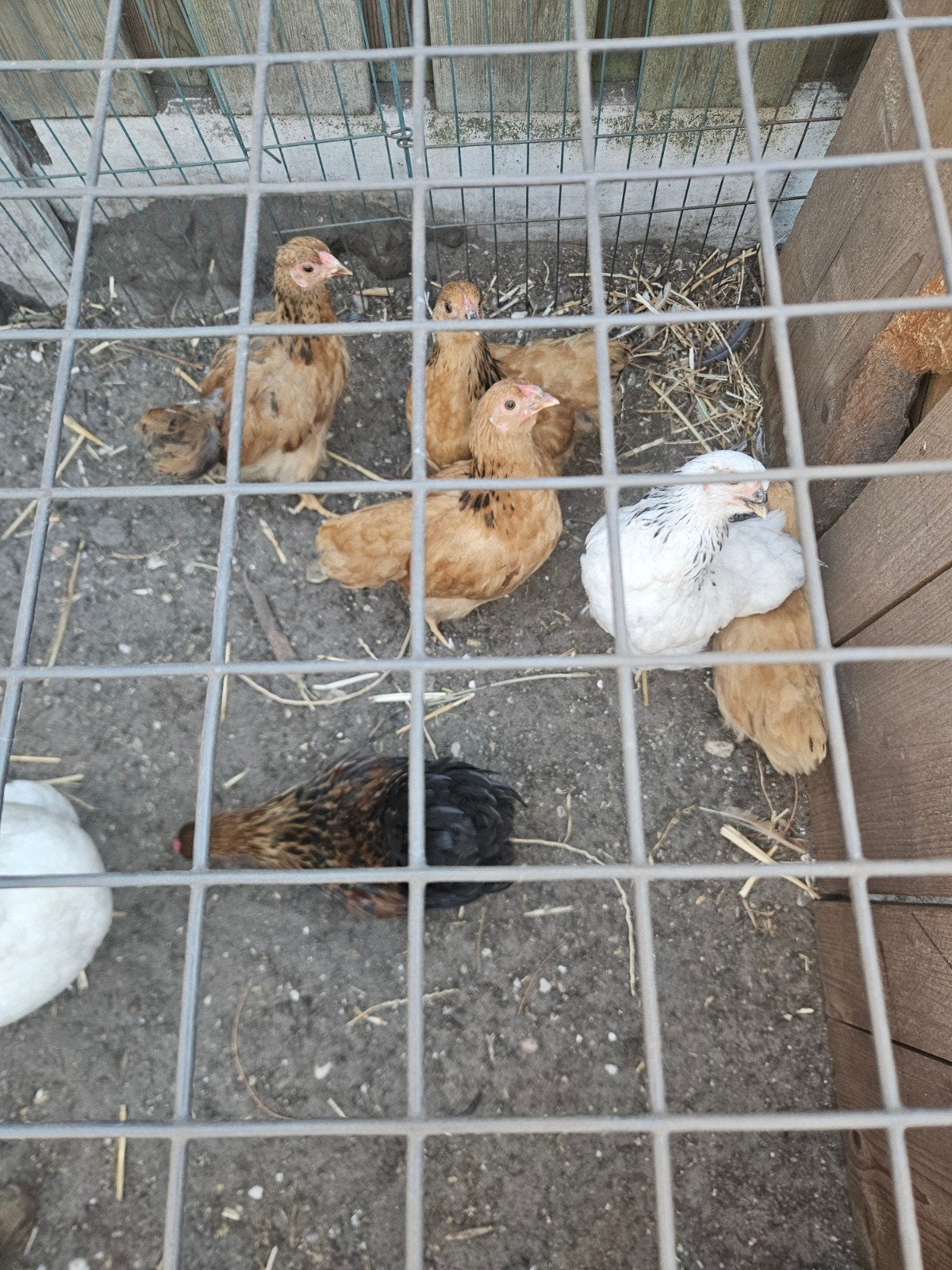 Wyandotte kriel, Dieren en Toebehoren, Pluimvee