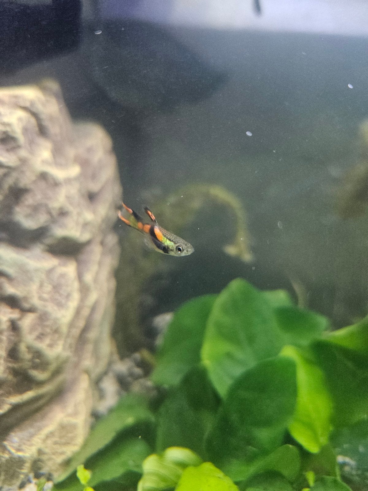 Mannelijke endler guppies, Dieren en Toebehoren, Vissen | Aquariumvissen, Vis