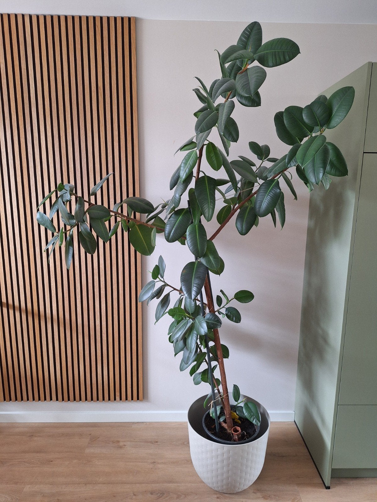 Ficus (rubberplant), Huis en Inrichting, Kamerplanten, Ophalen, Ficus, Halfschaduw, 150 tot 200 cm