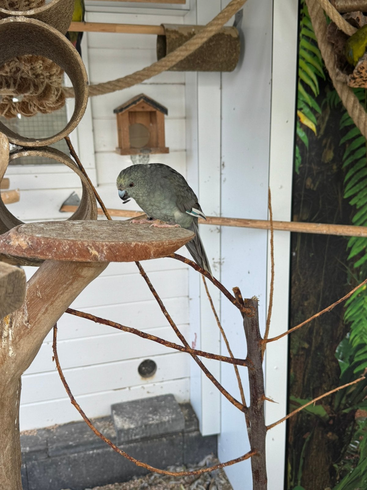 Kakariki, Dieren en Toebehoren, Meerdere dieren, Parkiet, Geringd