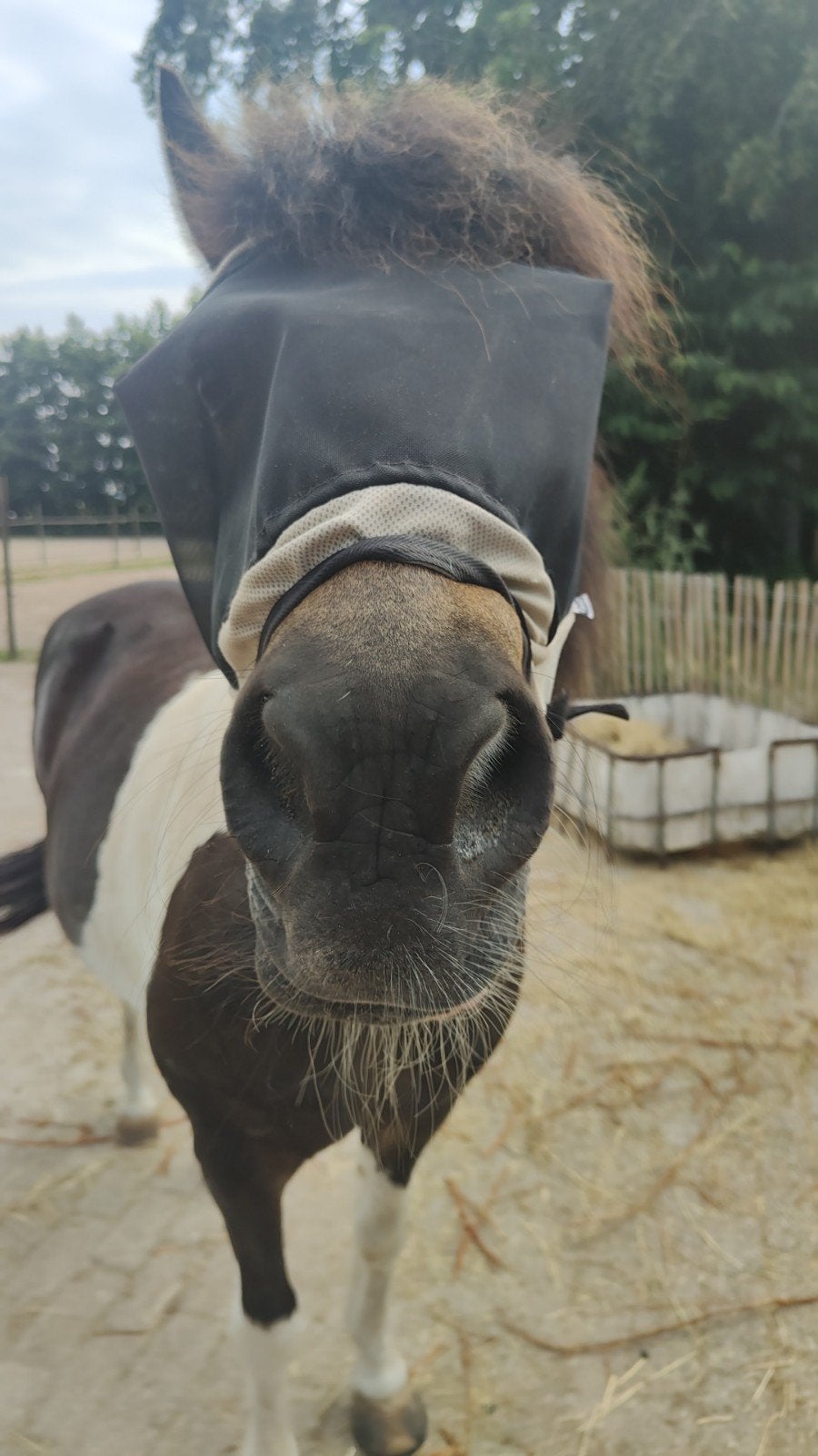 Rusthuis voor paarden, nog 1 plek vrij., Dieren en Toebehoren, Stalling, 1 paard of pony