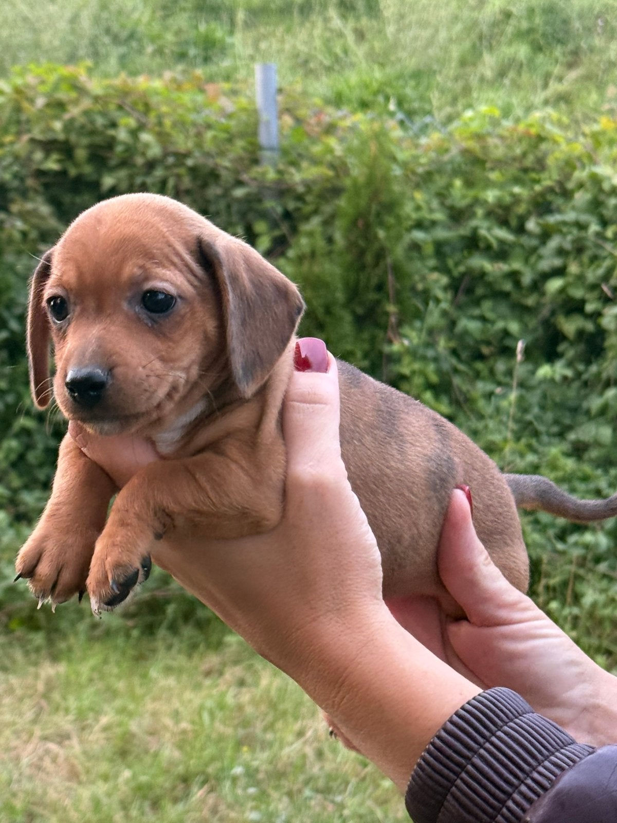 Jack Russel x teckel, Overige rassen, 8 tot 15 weken, Parvo, Meerdere