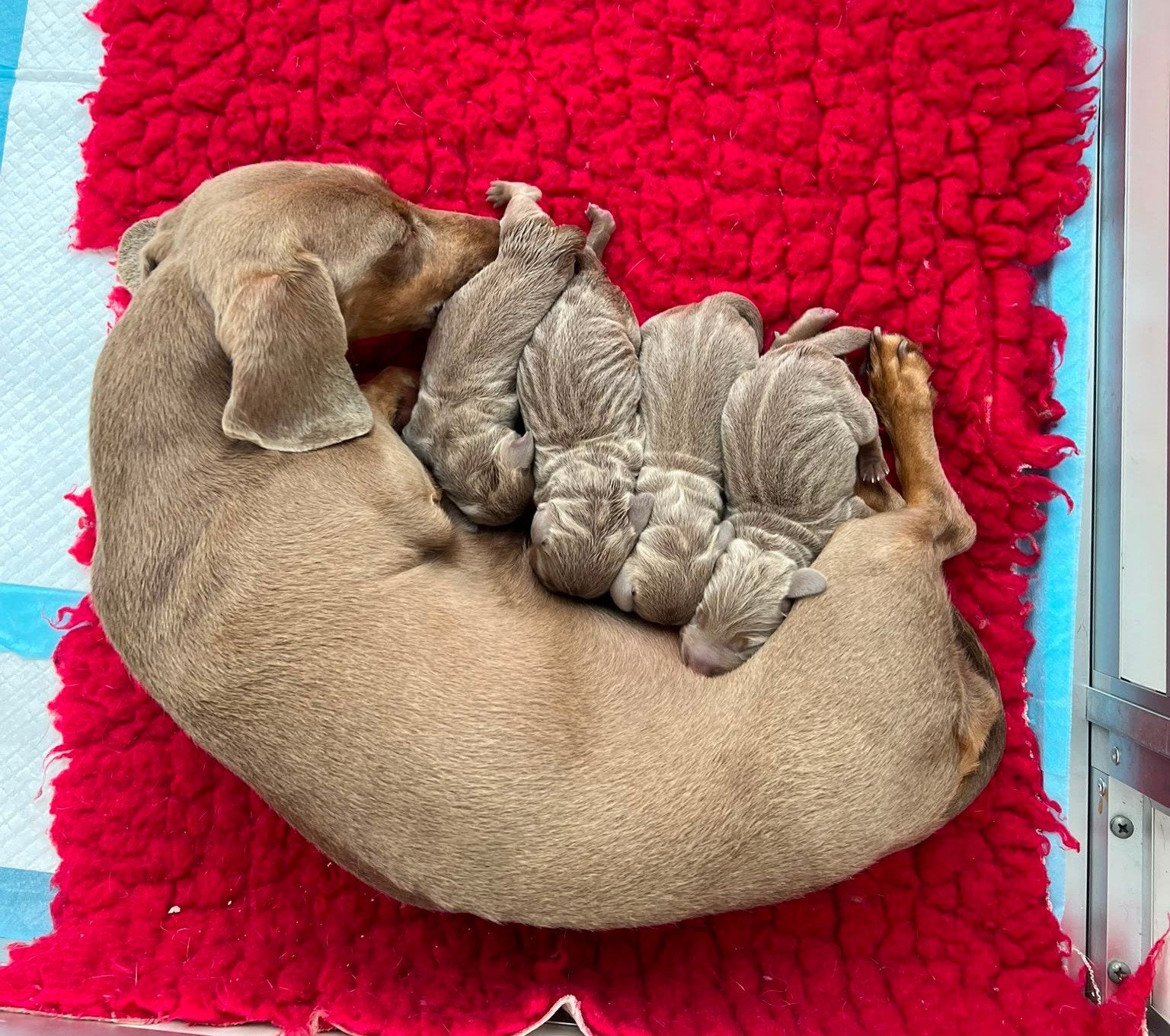 Isabella Tan Dwerg teckel pups, Dieren en Toebehoren, CDV (hondenziekte), 8 tot 15 weken, Korthaar, Dwerg