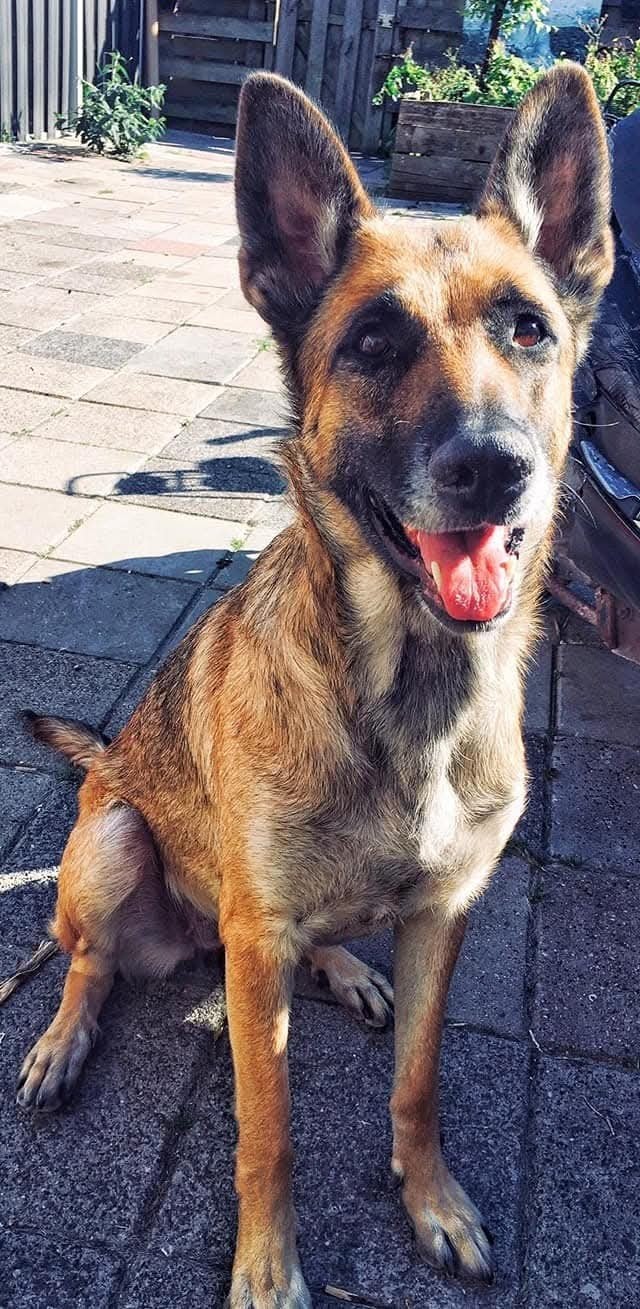 mechelse herder, 6 jaar of ouder, Parvo, Teef, Eén hond