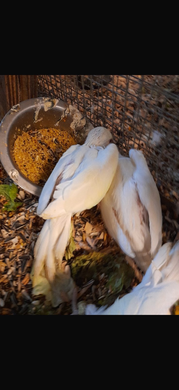 halsbandparkieten, Ophalen of Verzenden, Hout, Vogelkooi