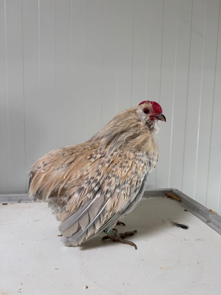 Grubbe baardkriel, Dieren en Toebehoren, Mannelijk, Kip