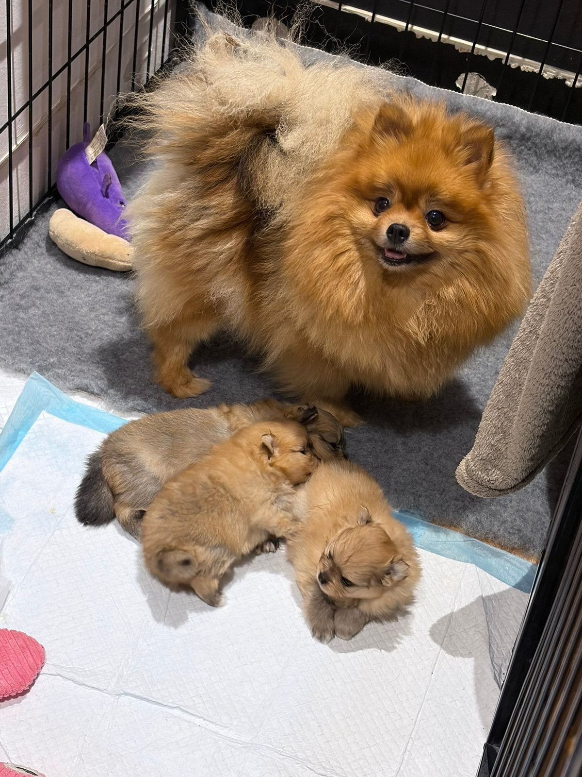 Prachtige pomeranian pups! NL gefokt met stamboom, Parvo, Keeshond, 8 tot 15 weken, Meerdere